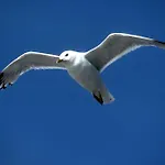 Daire Hafenambiente Husum (Schleswig-Holstein)