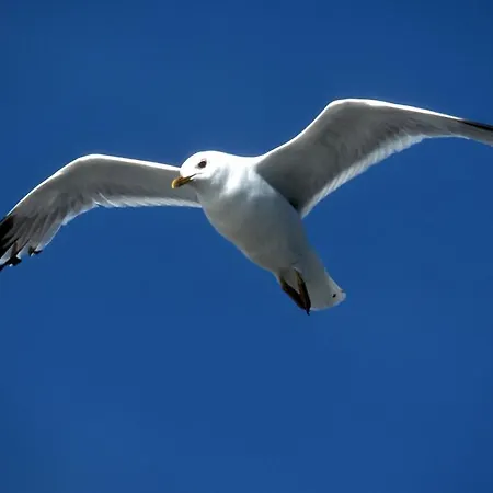 דירה Hafenambiente הוסום